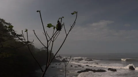 Silhouetted Tree Brances. Jaco, Costa Rica. Stock Footage 243387534