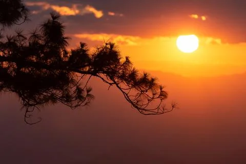 Silhouetted tree branch with background of orange sunset sky. Fotos de archivo