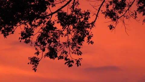 Silhouetted Tree Branches Against A Orange Sunset Sky In The Evening Stock Footage 342244457