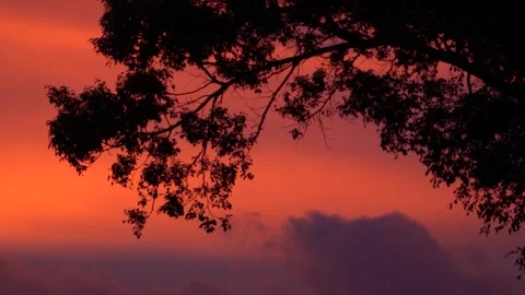 Silhouetted Tree Branches Against A Red And Orange Sunset Sky Stock Footage 342244563