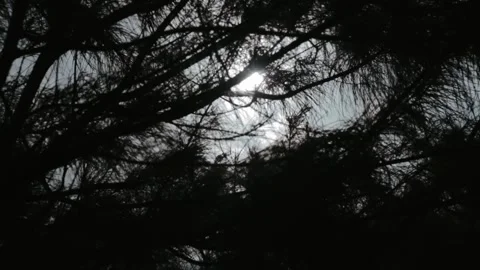Silhouetted Tree Branches With Bright Sunlight Shining Through Foliage Crea.. Stock Footage 303340268