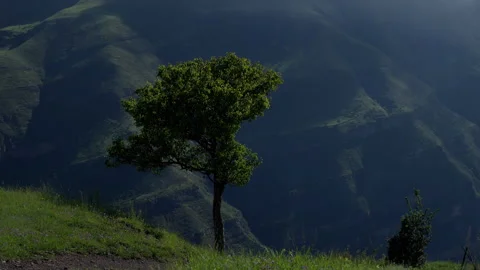 Silhouetted Tree on a Cliff Edge Overlooking Mountain Valleys. Stock Footage 265027598