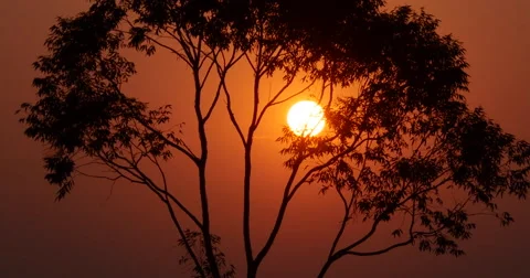 Silhouetted Tree At Dramatic Golden Light Sunset Stock Footage 66691263