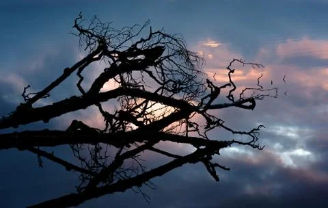 Silhouetted tree on lake Stock Photos
