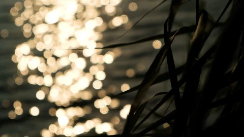 Silhouetted tree leaflets swinging in the wind at sunset Stock Footage 113629281