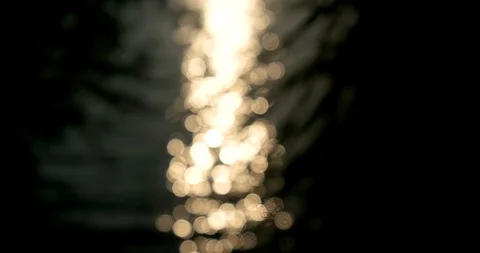 Silhouetted tree leaflets swinging in the wind at sunset Stock Footage 113629282