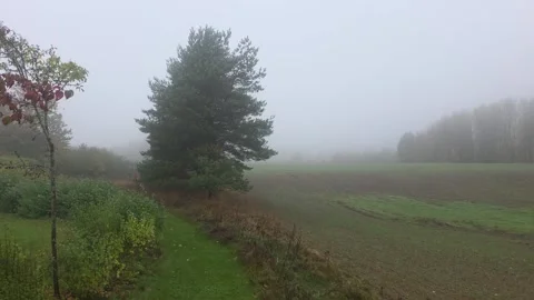 Silhouetted Tree Standing Alone In An Extremely Foggy Open Field Stock Footage 348057857