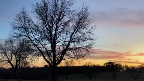 Silhouetted Tree With Sunset Stock Footage 306319016