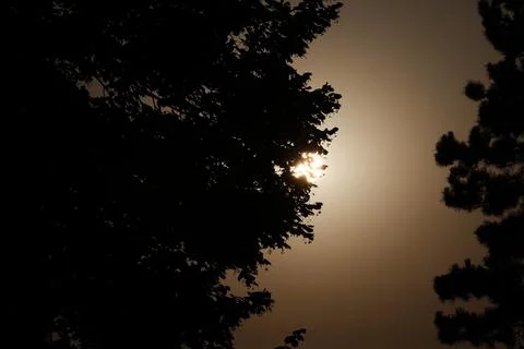 Silhouetted Tree at Sunset Fotos de archivo