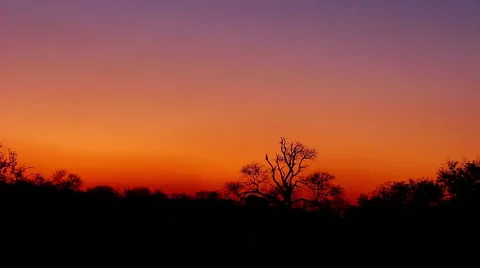 Silhouetted tree timelapse at sunset Stock Footage 41250379