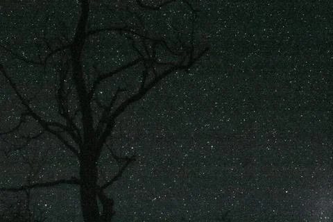 Silhouetted Tree Under Starry Sky 스톡 사진