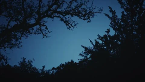 Silhouetted trees and branches framing a deep blue twilight sky Stock Footage 284572991