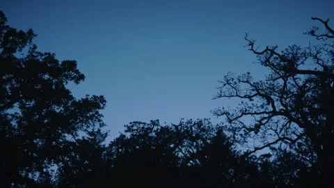 Silhouetted trees and branches under a deep blue twilight sky Stock Footage 284572985