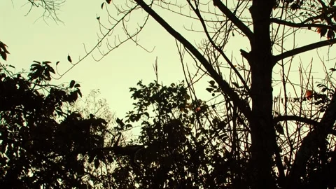 Silhouetted trees and foliage during sunset with warm backlight. Natural Видео 264145781