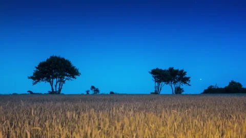 Silhouetted Trees Beyond Golden Wheat Field at Blue Hour Stock Footage 342773094