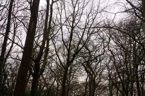 Silhouetted Trees in a Cloudy Forest Stock Photos