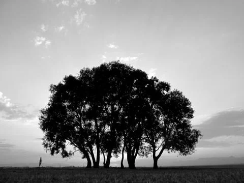 Silhouetted trees in a dramatic black-and-white scene at twilight. Stock Photos