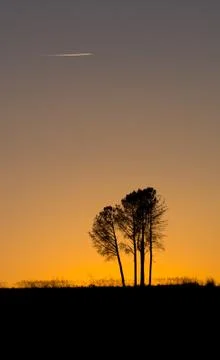 Silhouetted Trees During Sunset Stock Photos