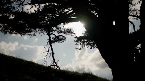 Silhouetted Trees at Dusk. Silhouette of pine trees against a sunset sky. Stock Footage 265031206