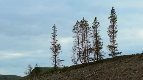 Silhouetted Trees Majestically Standing Vertically Against Dramatic Cloudy Sky Stock Footage 319476117