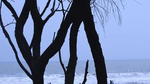 Silhouetted Trees by the Ocean Stock Photos