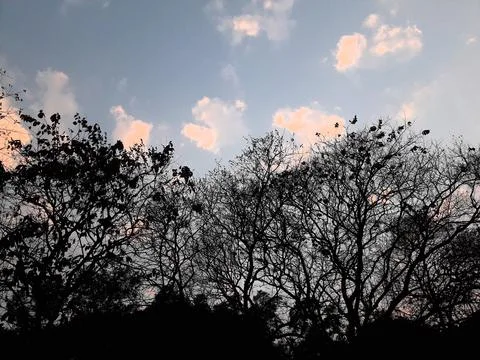 Silhouetted trees with sparse foliage stand against a clear evening sky. Stock Photos