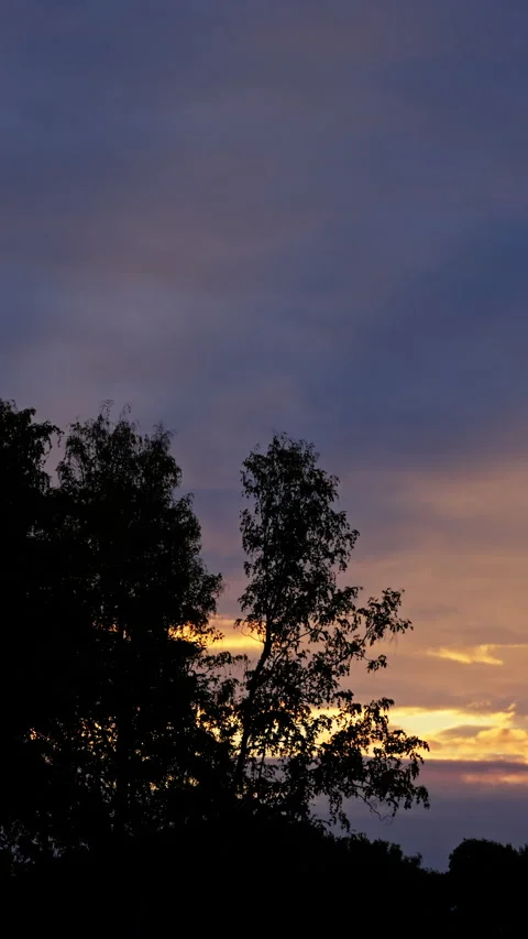 Silhouetted trees stand against a dramatic twilight sky with layered clouds and Stock Footage 317590994