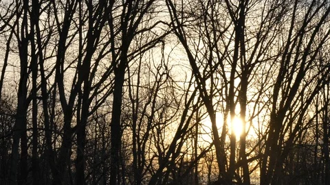 Silhouetted trees sun setting at dusk 動画素材 127188766