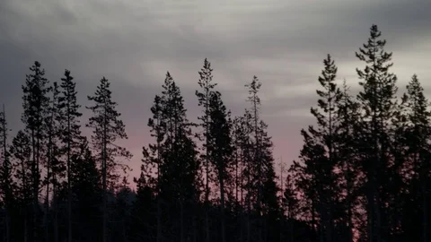 Silhouetted Trees- Sunrise, Time-lapse, Clouds moving Stock Footage 83228002