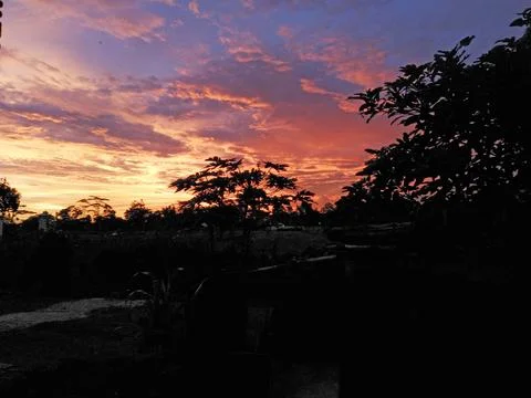 Silhouetted Trees at Sunset Foto stock