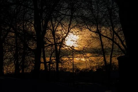 Silhouetted trees at sunset Stock Photos