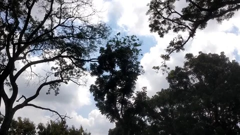 Silhouetted Trees Under a Cloudy Sky Vídeos de archivo 332157037
