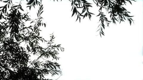 Silhouetted Willow Leaves Swaying Gently Against a Bright, Cloudy Sky Stock Footage 337558307