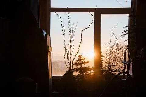 Silhouetted Winter Window Scene with Twisted Branches and Pine Trees at Sun.. Stock Photos