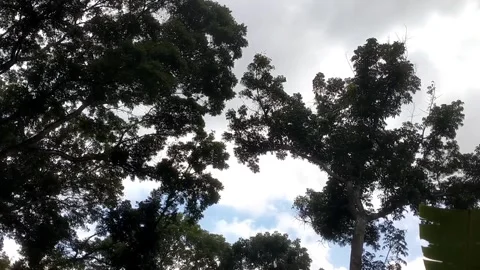 Silhouettes of Ancient Oaks Against a Dramatic Sky Vídeo Stock 332157112