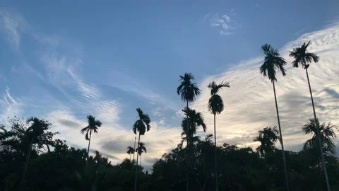 Silhouettes of areca trees on a blue sky background Stock Footage 167121362