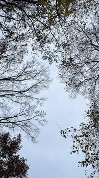 Silhouettes of bare and leaf-covered autumn tree branches framing an empty .. Stock Photos
