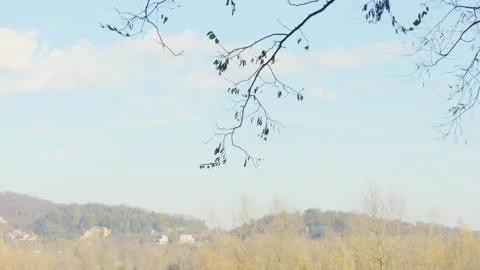 Silhouettes of bare branches swaying in the wind on a winter day Stock-Footage 256458540