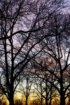 Silhouettes of bare tree branches with beautiful sunset gradient sky Fotos Stock