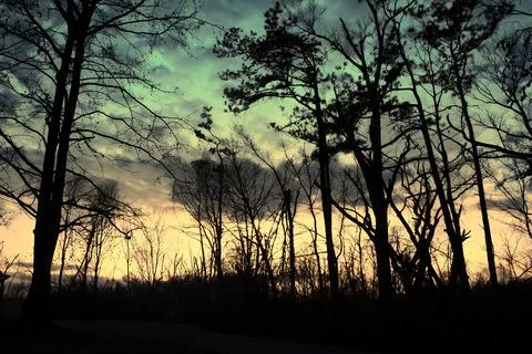 Silhouettes of bare trees against a cloudy sky at dusk, moody winter landscap Stock Photos