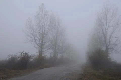 Silhouettes of bare trees in the fall Stock Photos