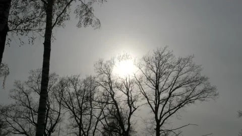 Silhouettes of bare trees with spreading branches sway in the wind Stock Footage 193440281