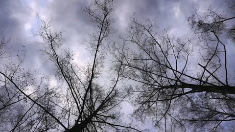 Silhouettes of bare treetop branche over an overcast sky. Stock Footage 130498366