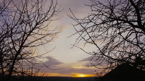 Silhouettes Of Bare Tress Stock Footage 169576632