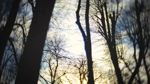 Silhouettes of bare winter trees against a bright, cloudy sky.  Stock Footage 326161696