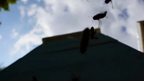The silhouettes of bees flying in front of beehive, blue sky, slow motion 스톡 동영상 143588463
