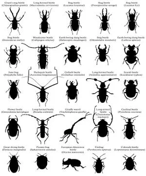 Silhouettes of beetles Illustrazione stock