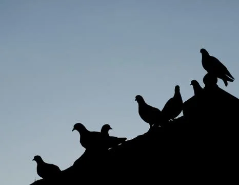 Silhouettes bird Stock Photos