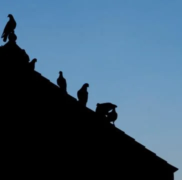 Silhouettes bird Stock Photos