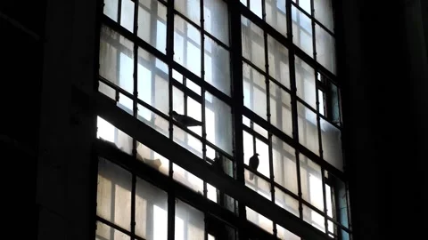 Silhouettes of birds in the backlight on the window with broken glass. Video stock 199139289